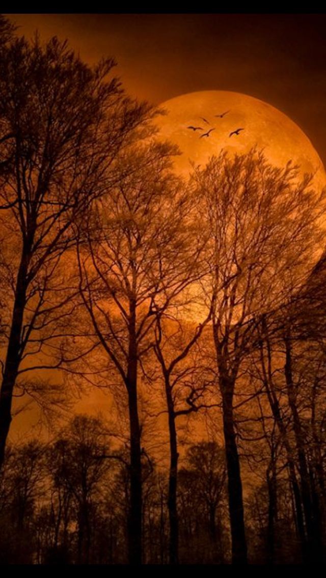 Harvest Moon - Soy Wax Candle