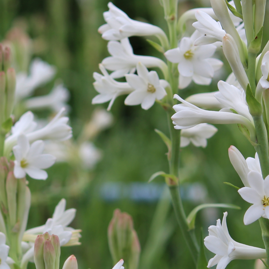 Gardenia Tuberose