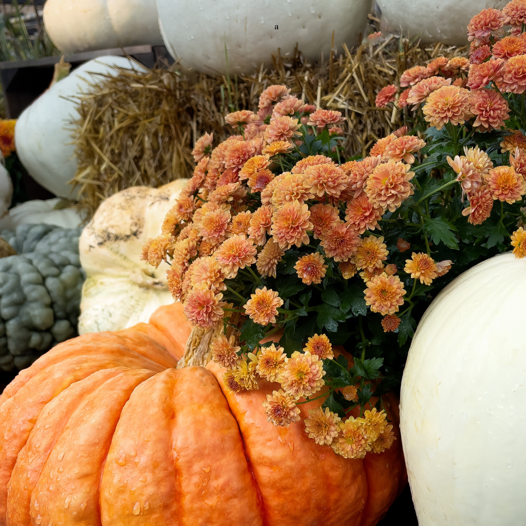 Fall Fest - Soy Wax Candle