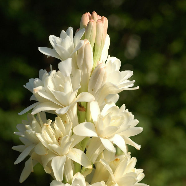 Gardenia Tuberose